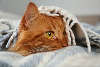 Adorable red cat under plaid. Cozy winter