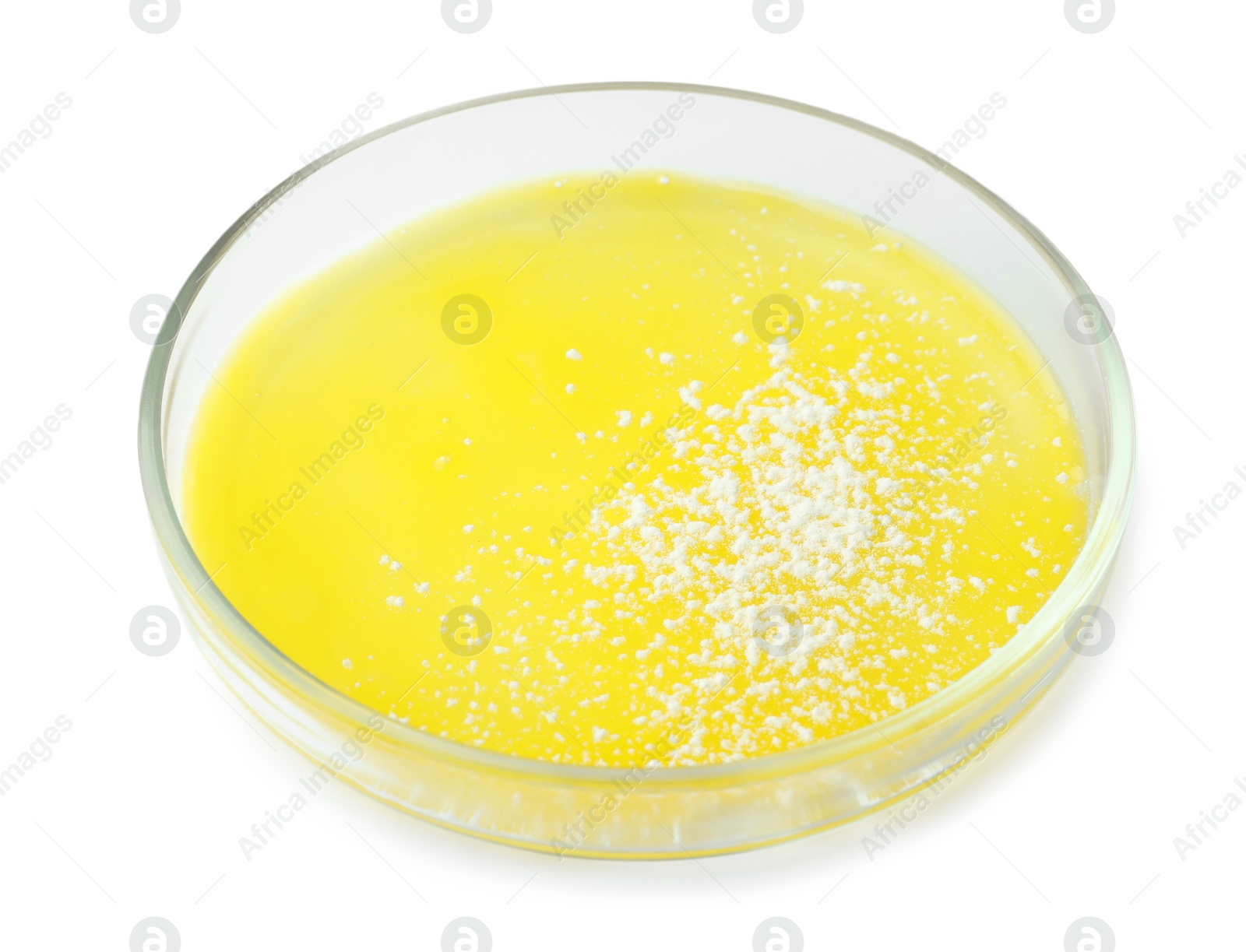 Photo of Petri dish with bacteria colony isolated on white