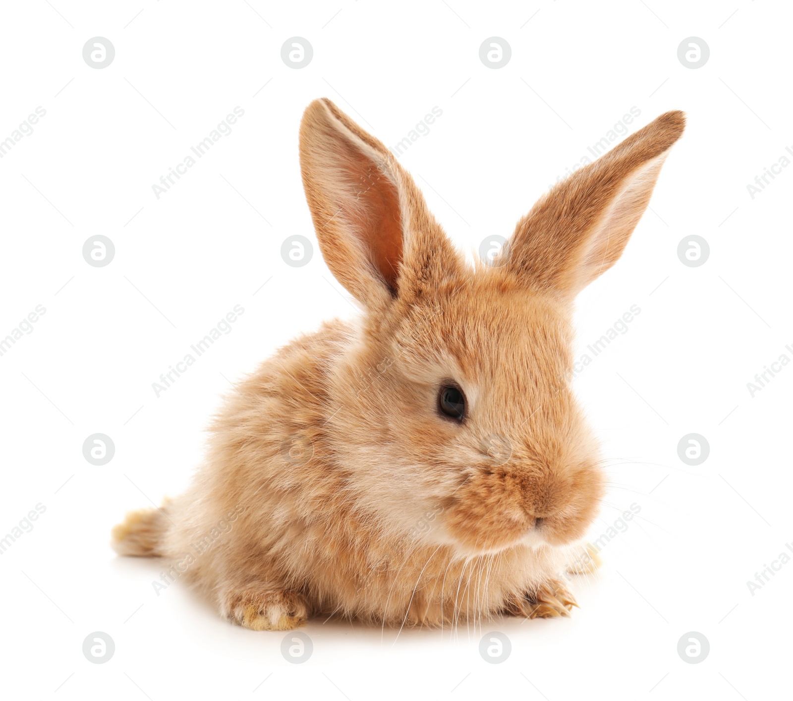 Photo of Adorable furry Easter bunny on white background