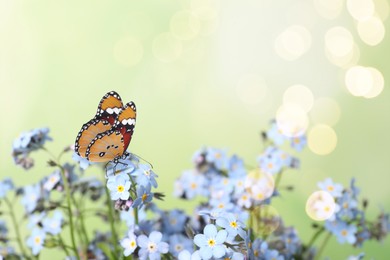 Beautiful butterfly on forget-me-not flower in garden, bokeh effect