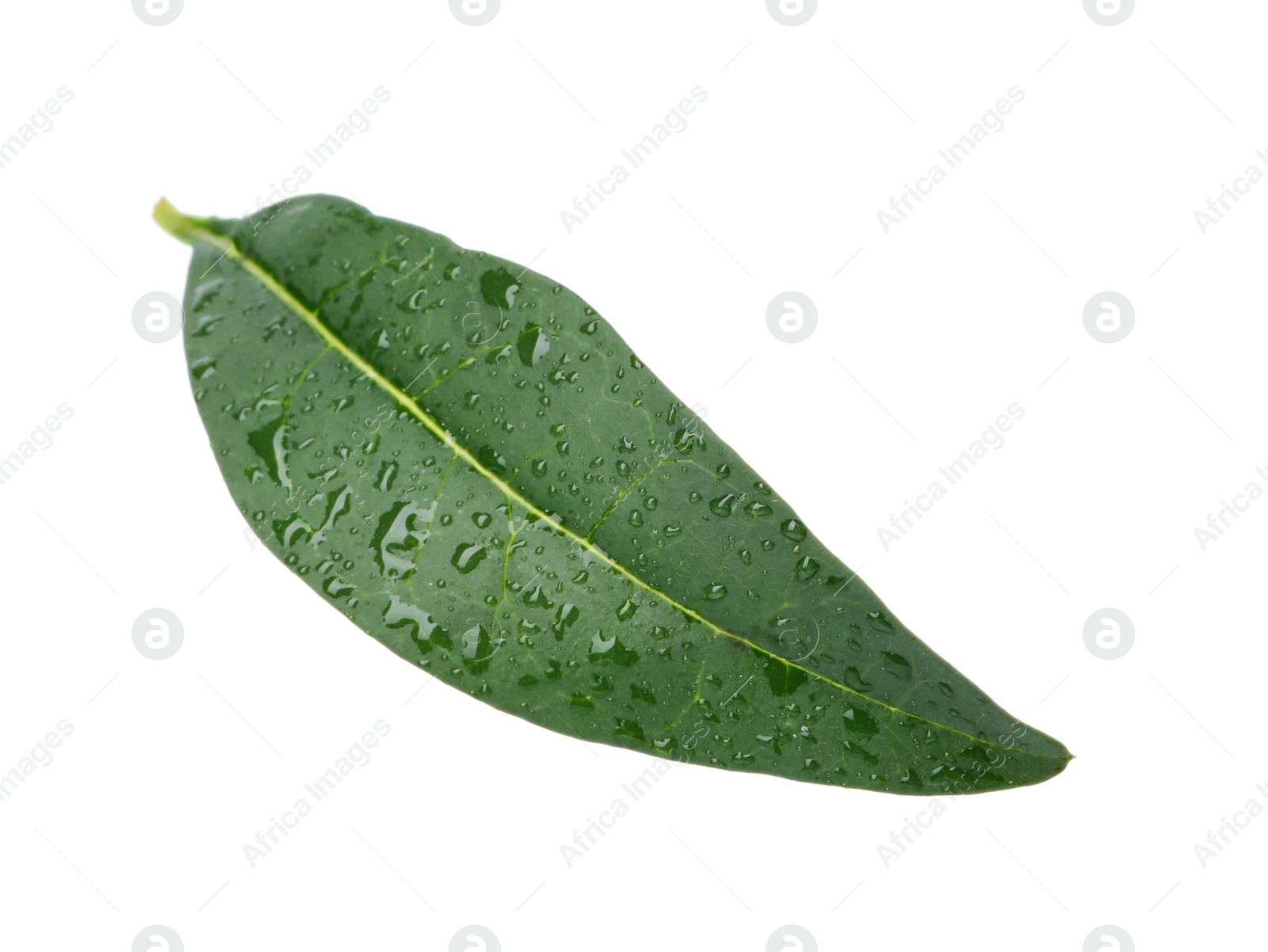 Photo of Fresh green citrus leaf with water drops on white background