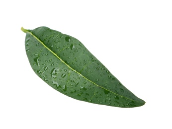 Photo of Fresh green citrus leaf with water drops on white background