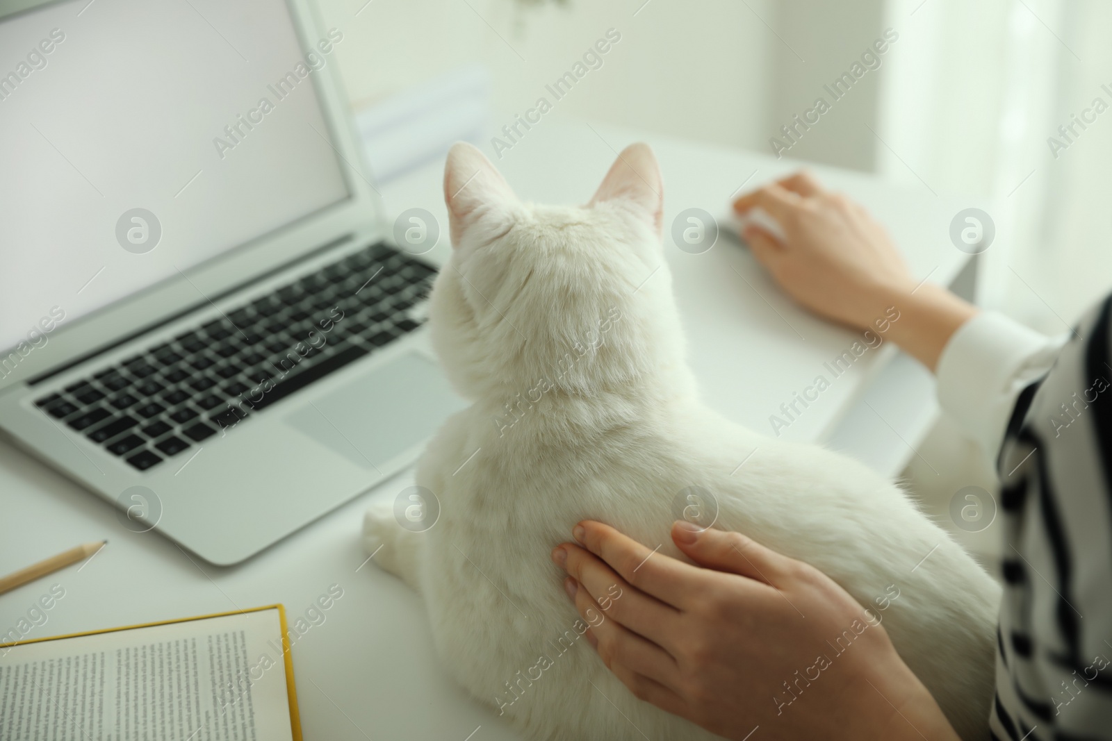 Photo of Adorable white cat lying near laptop and distracting owner from work, closeup