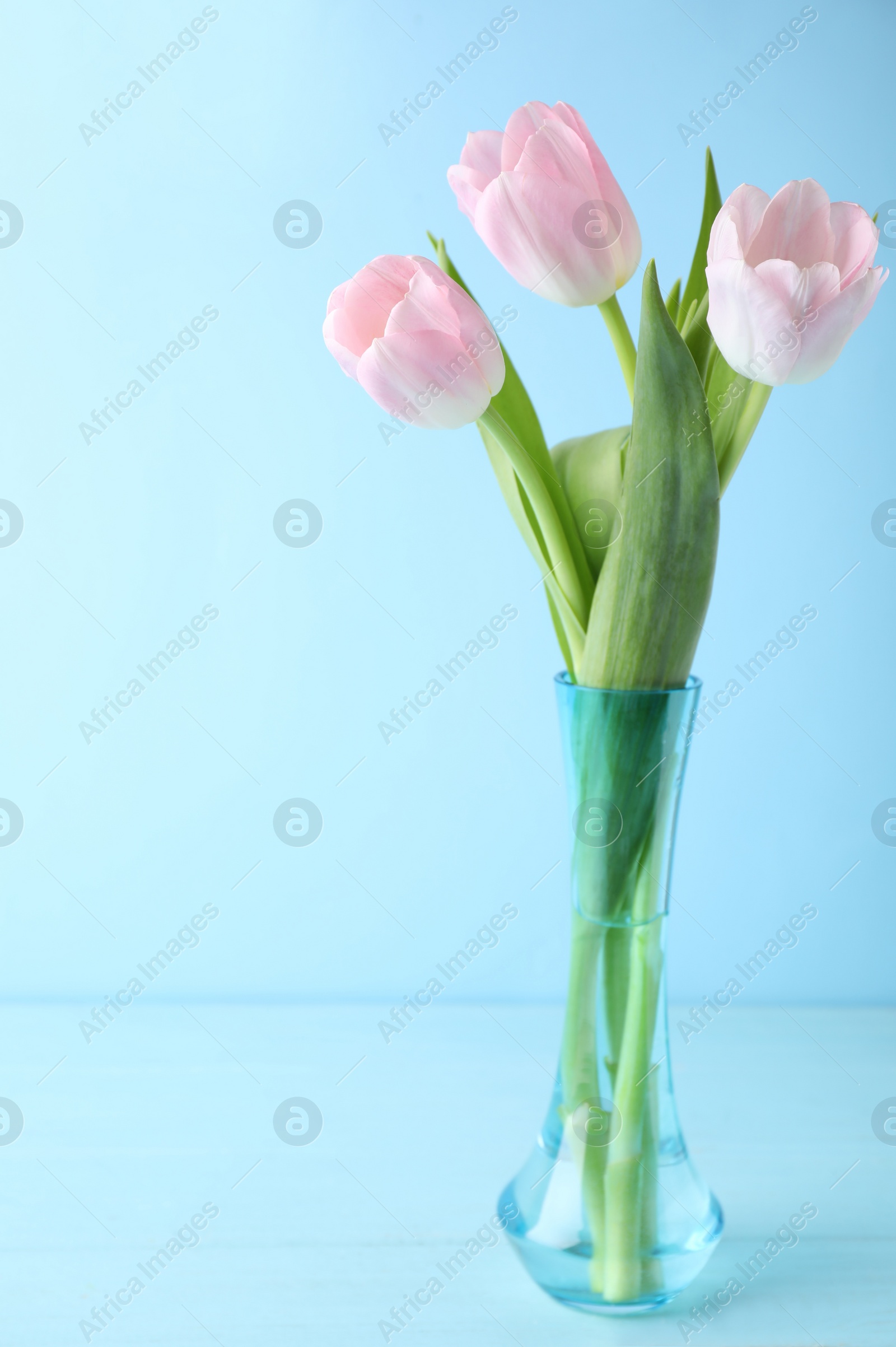 Photo of Beautiful pink spring tulips on light blue background. Space for text