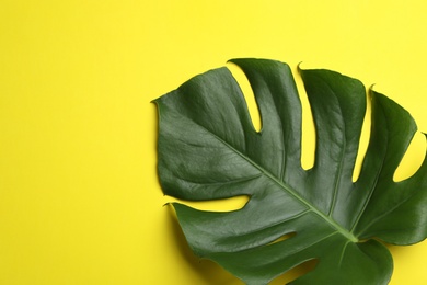 Photo of Leaf of tropical monstera plant on color background, top view with space for text