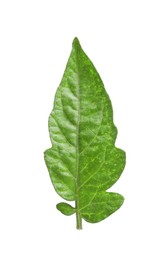 Photo of Green leaf of tomato plant isolated on white