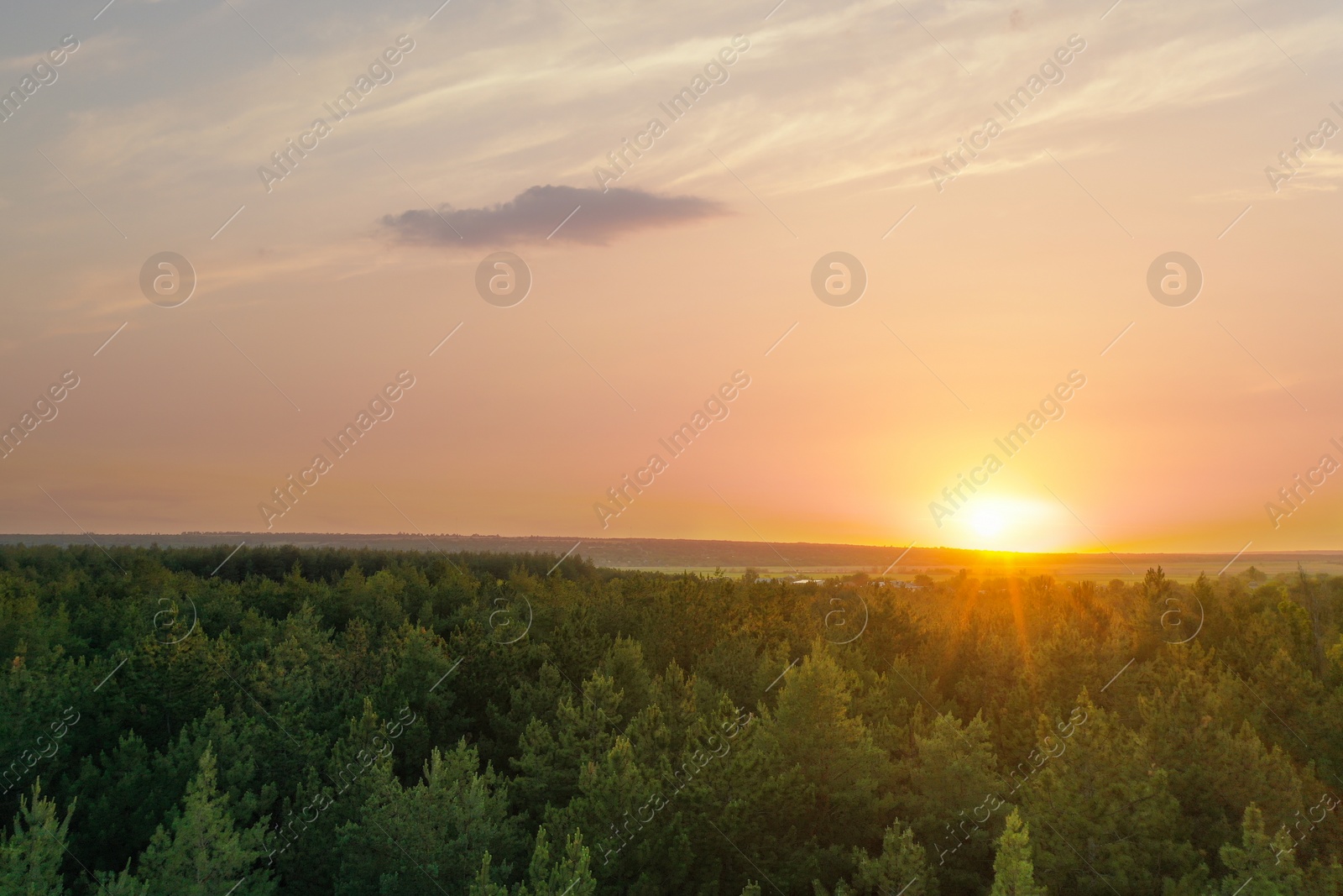 Photo of Picturesque view of forest on sunny day