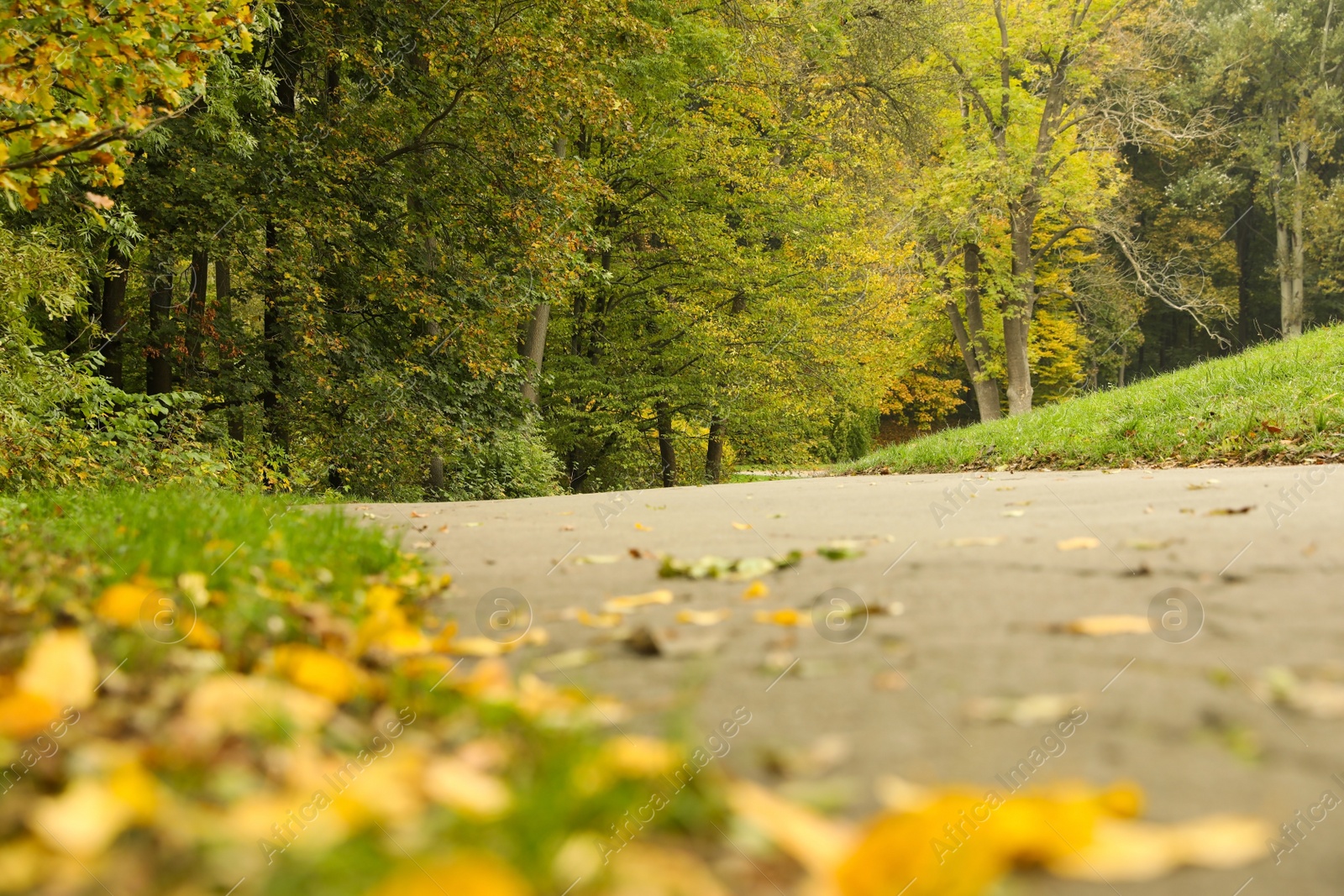 Photo of Beautiful view of park with trees on autumn day