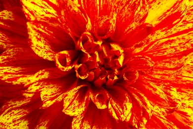 Image of Beautiful orange dahlia flower as background, closeup