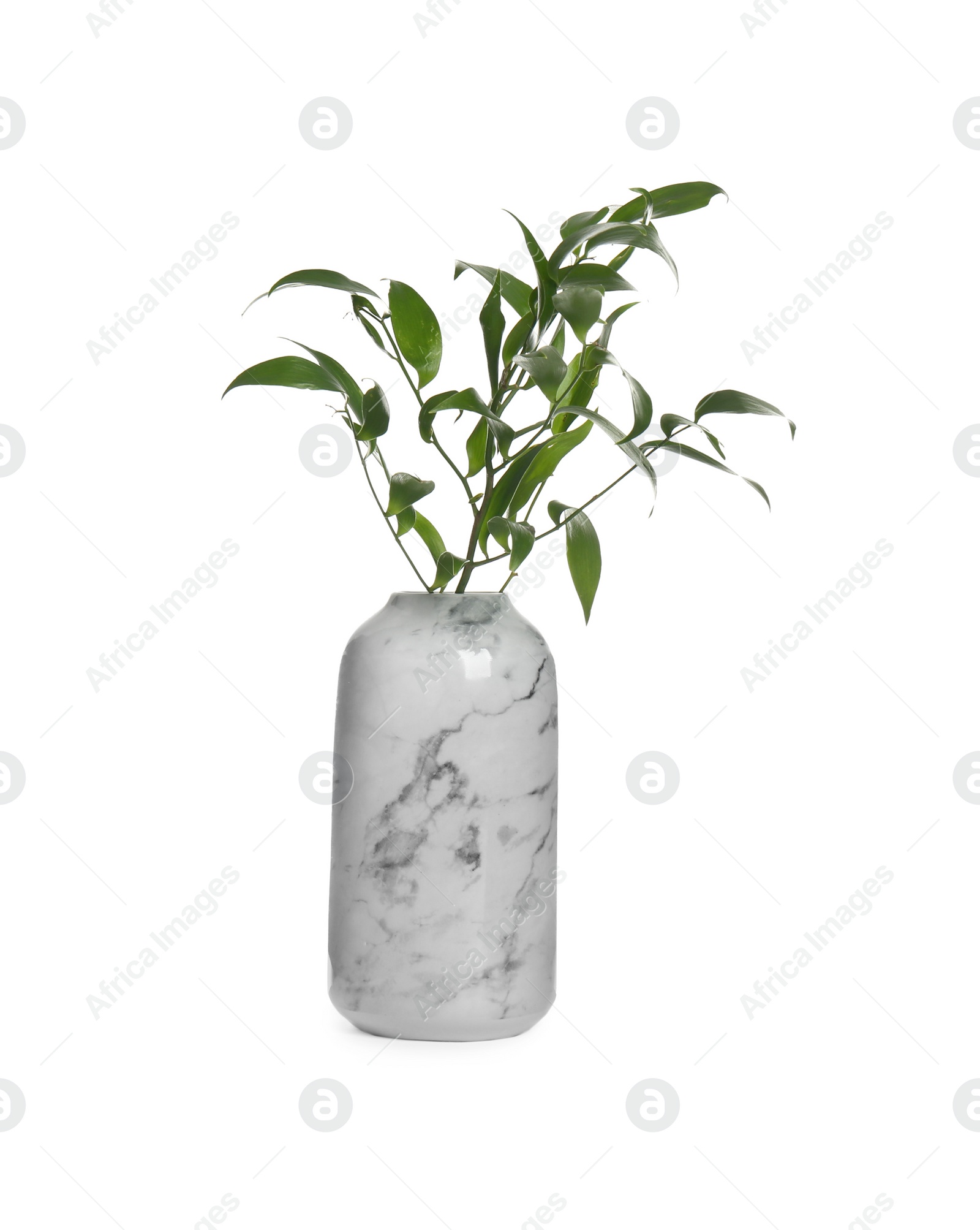Photo of Branches with green leaves in vase isolated on white