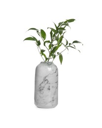 Photo of Branches with green leaves in vase isolated on white
