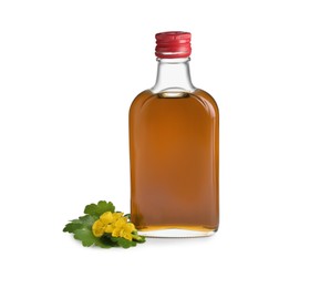 Bottle of celandine tincture and plant on white background