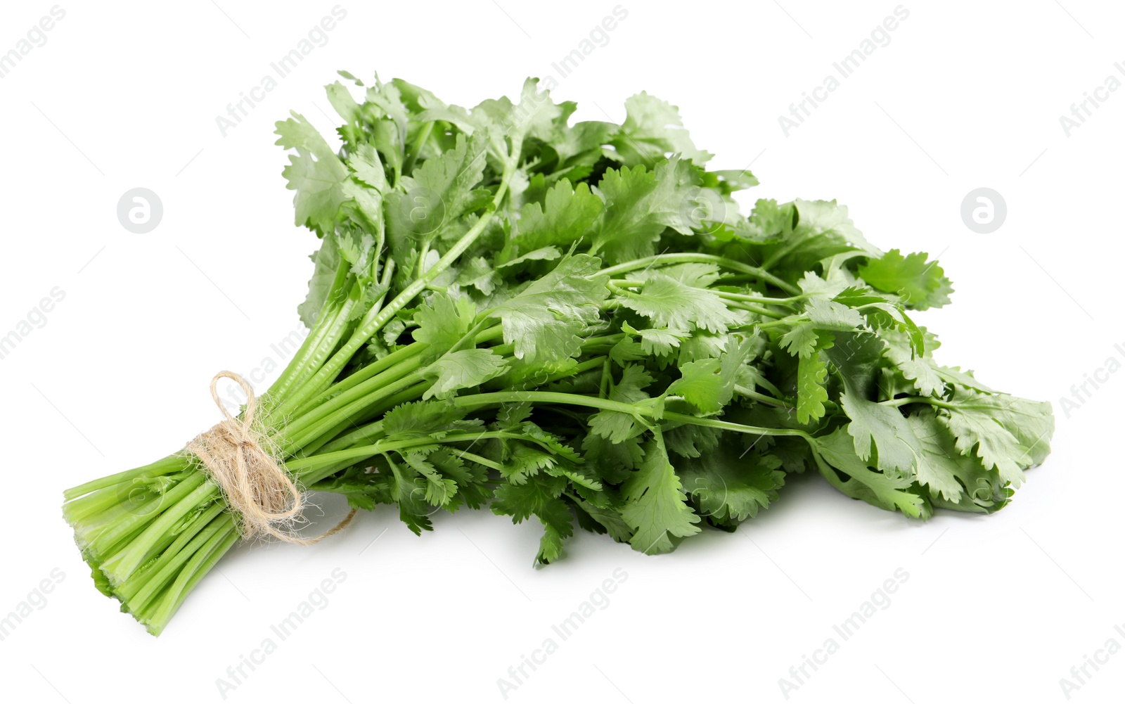 Photo of Bunch of fresh coriander on white background