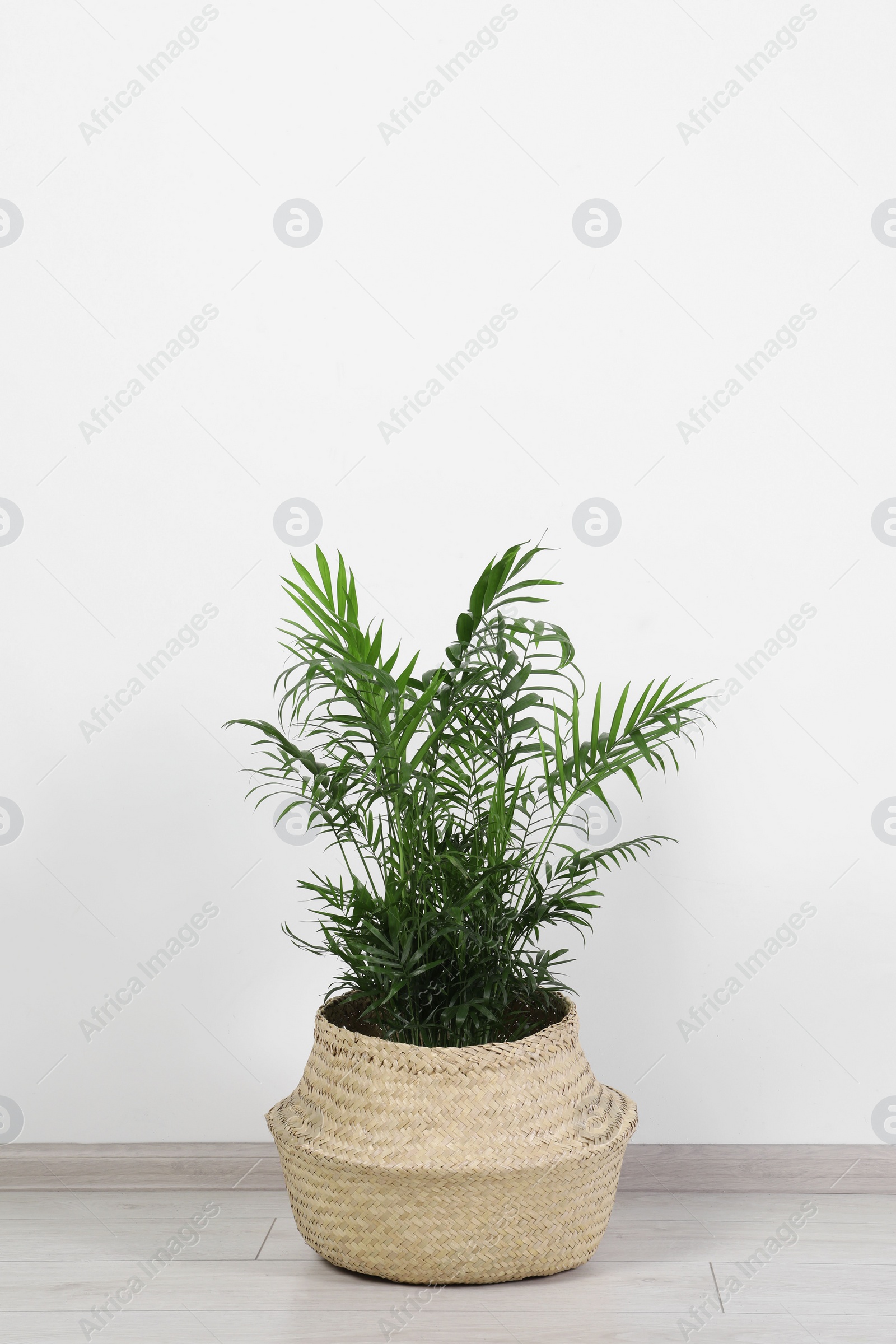 Photo of Potted chamaedorea palm on floor near white wall indoors, space for text. Beautiful houseplant