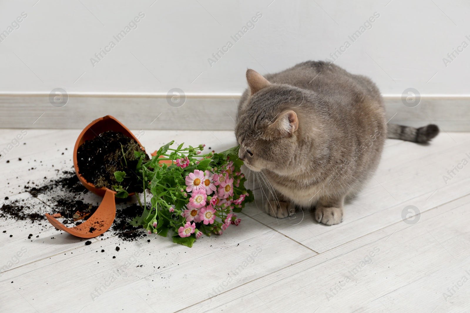 Photo of Cute cat and broken flower pot with cineraria plant on floor indoors