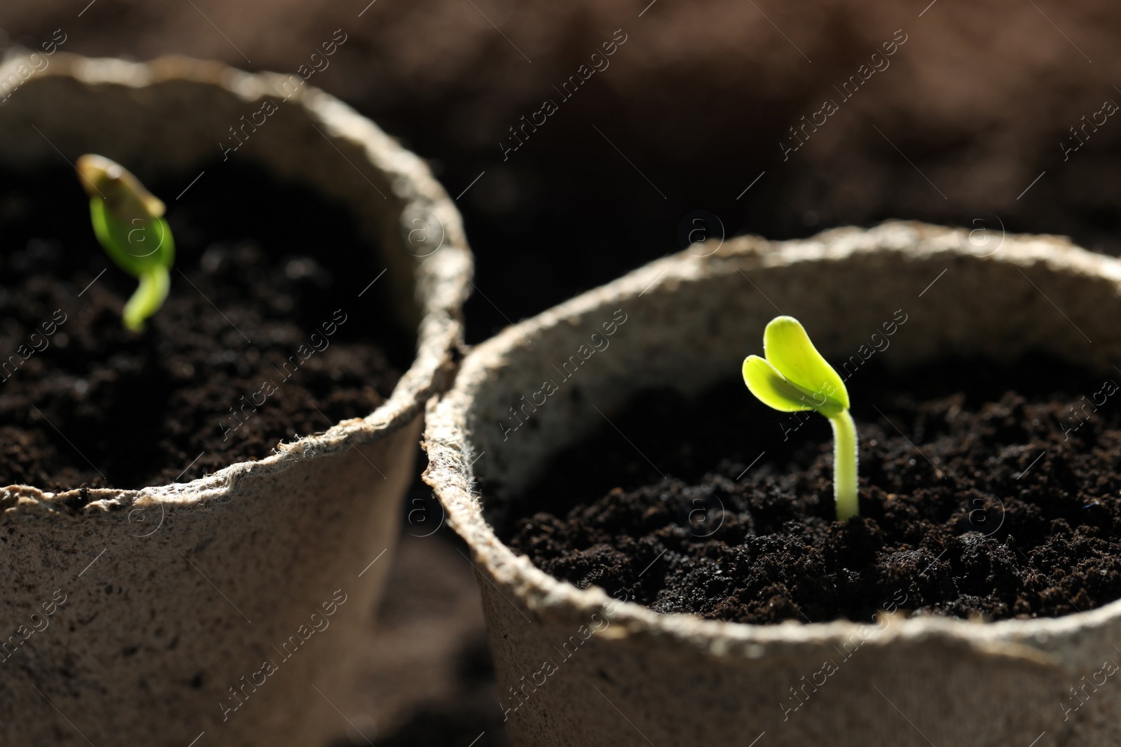 Photo of Pots with little green seedlings growing in soil, closeup