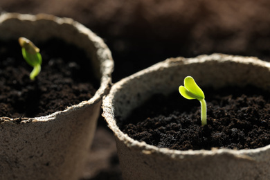 Pots with little green seedlings growing in soil, closeup