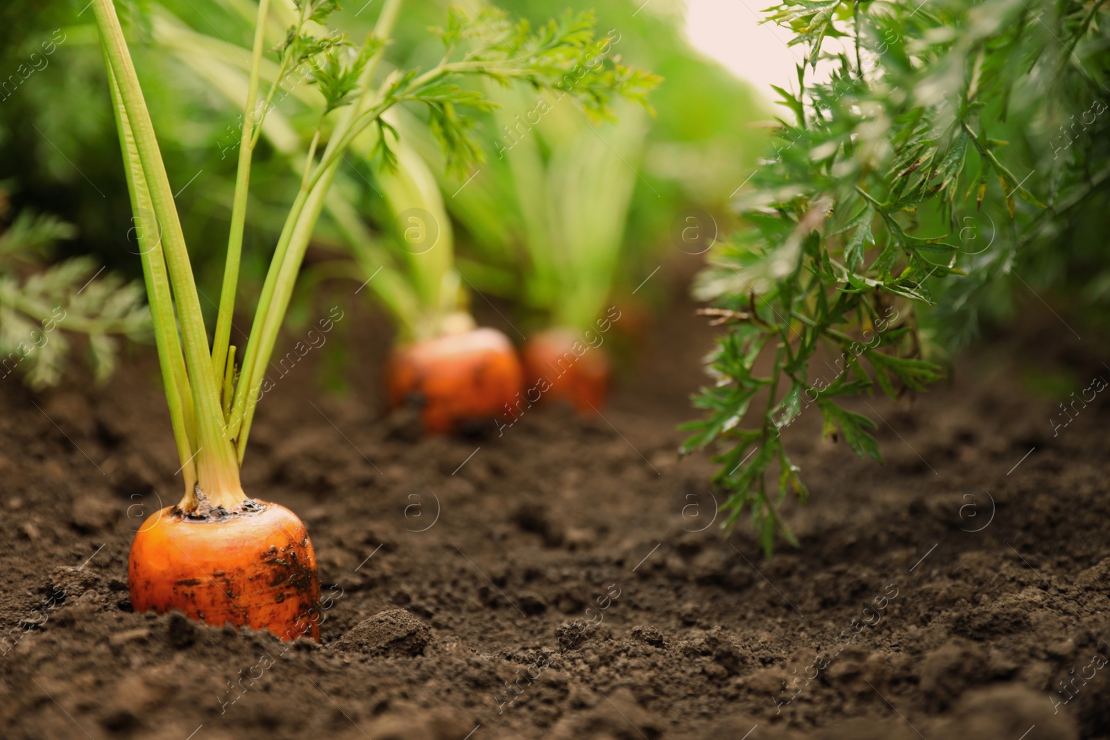 Photo of Ripe carrots growing on field. Organic farming