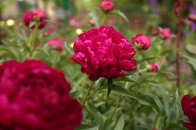 Photo of Many beautiful blooming burgundy peonies growing outdoors