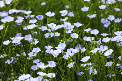 Photo of Beautiful view of blooming flax field on summer day