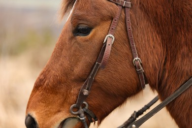 Photo of Adorable chestnut horse outdoors, closeup. Lovely domesticated pet