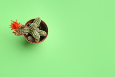 Cactus (Echinopsis chamaecereus) with beautiful red flower in pot on color background, top view. Space for text