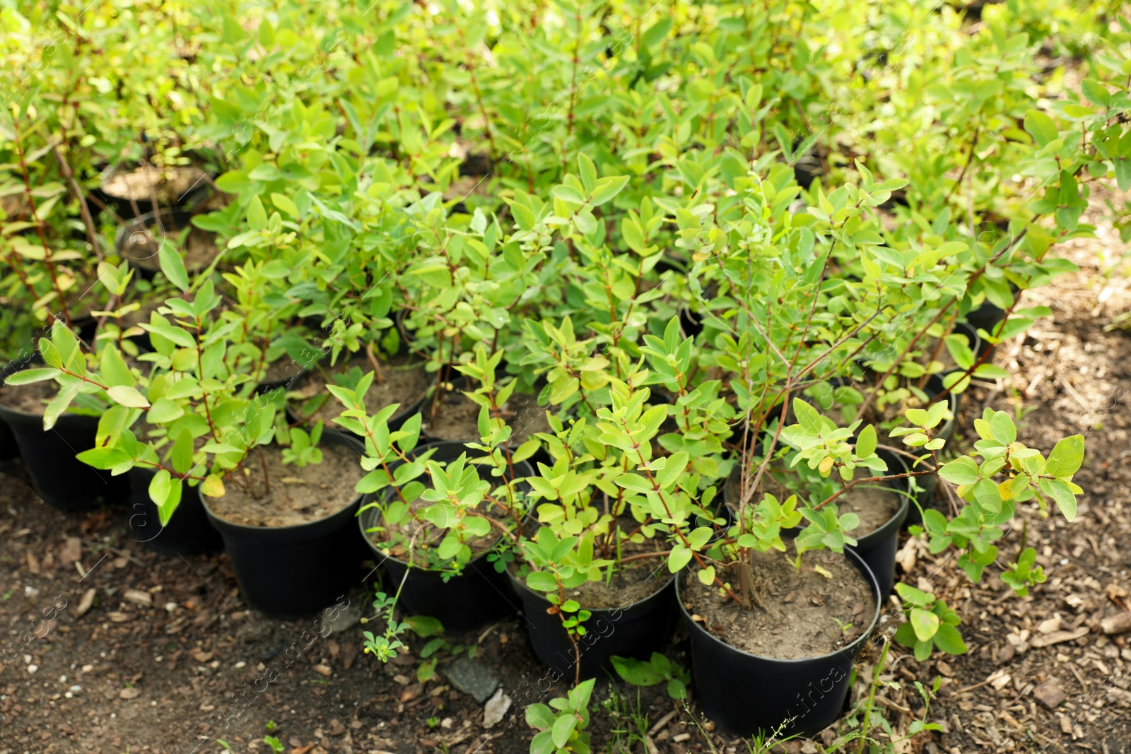 Photo of Green trees in pots, closeup. Gardening and planting