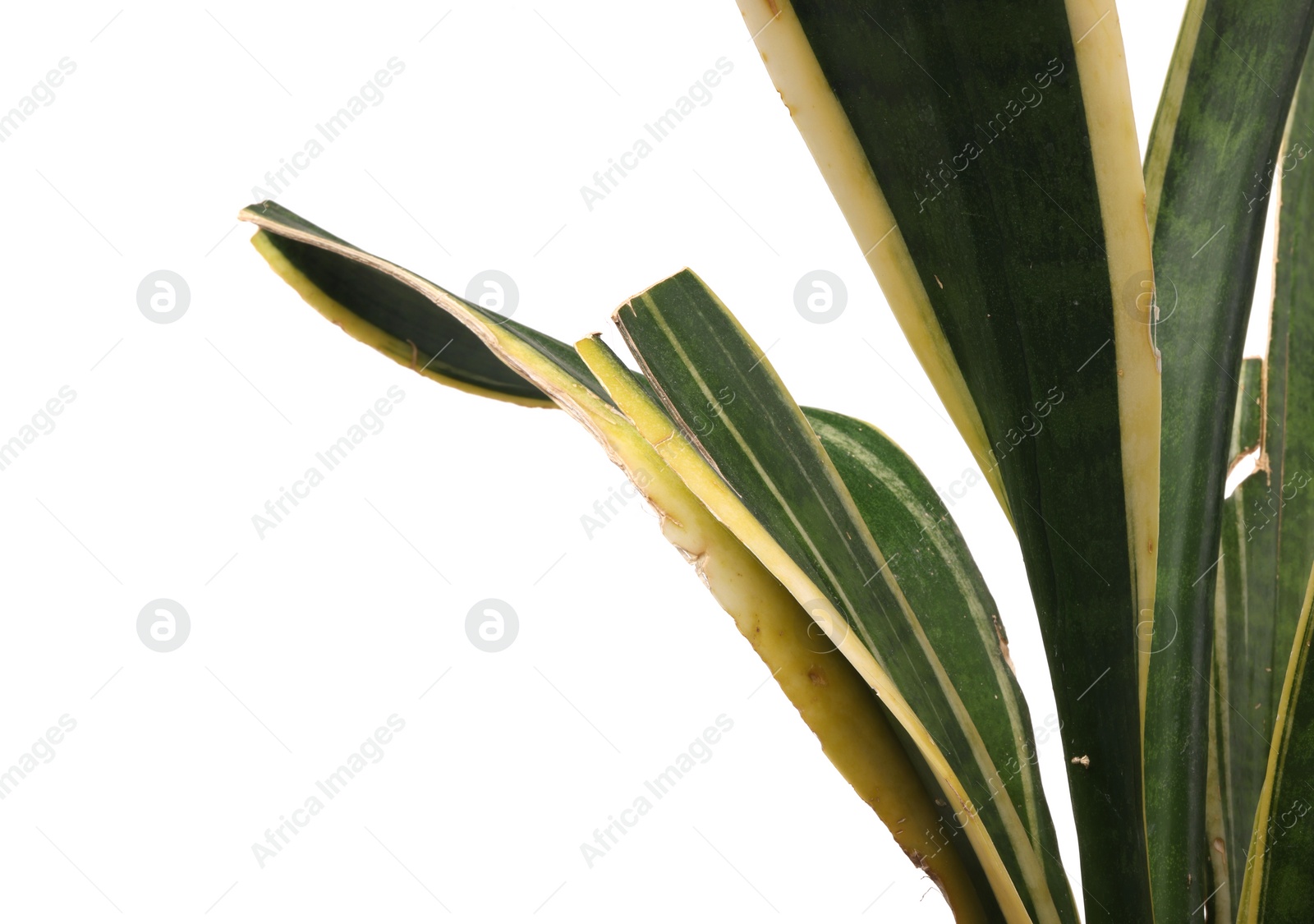 Photo of Houseplant with damaged leaves on white background, closeup