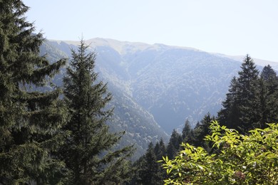 Photo of Picturesque view of green trees and mountains