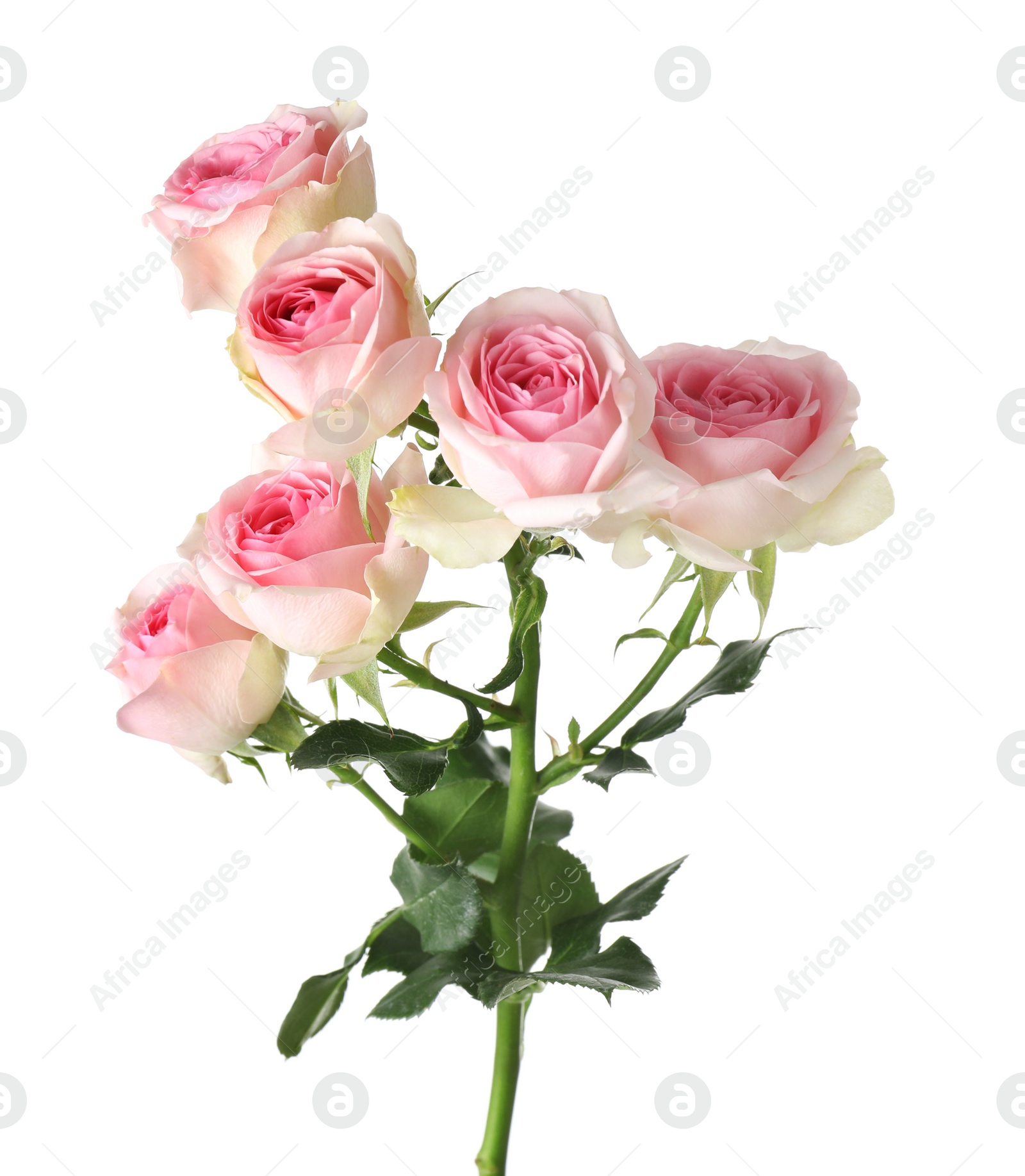 Photo of Beautiful blooming rose flowers on white background