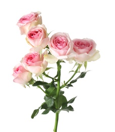 Beautiful blooming rose flowers on white background