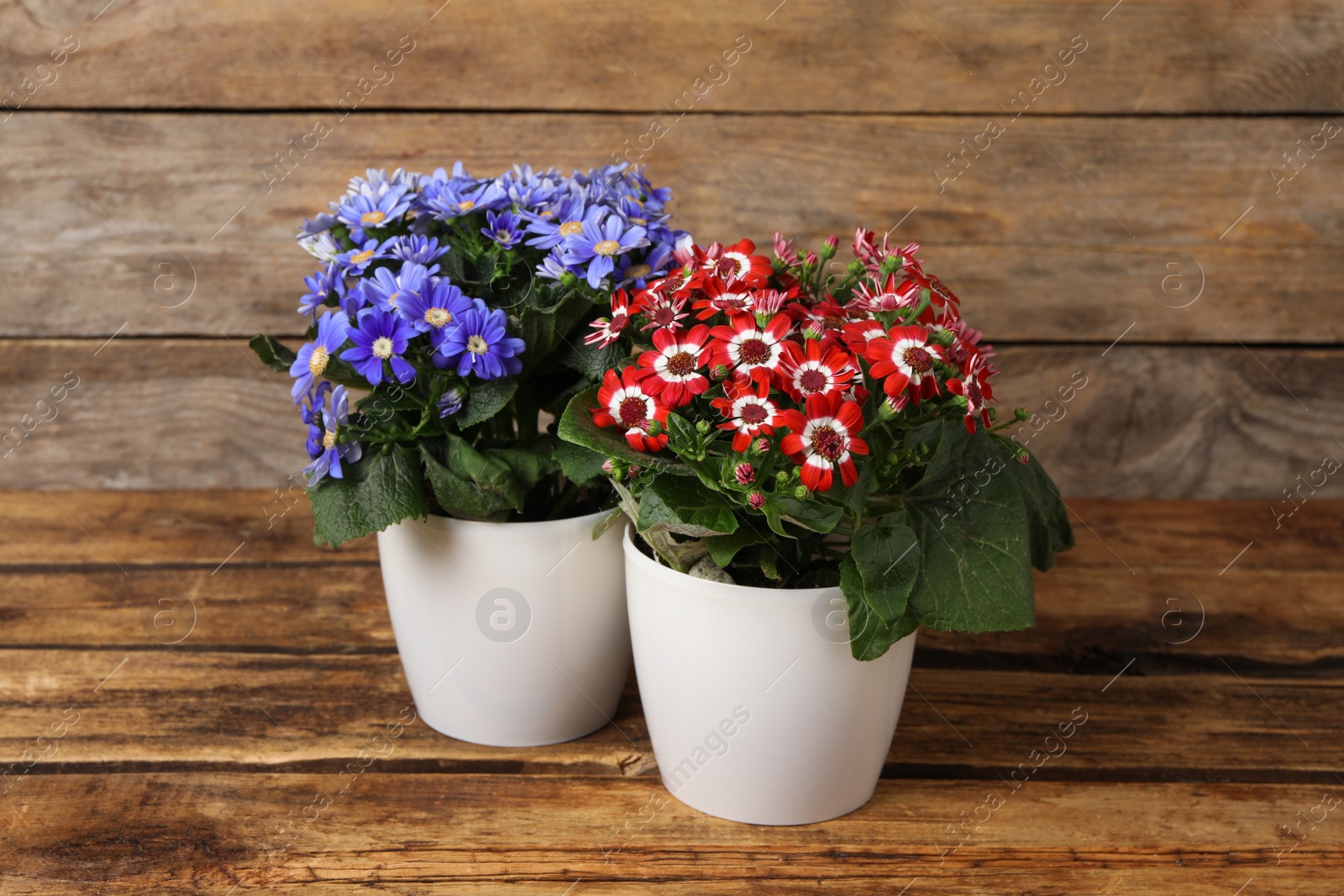 Photo of Beautiful cineraria plants in flower pots on wooden table