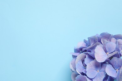 Photo of Beautiful hortensia flowers on light blue background, top view. Space for text