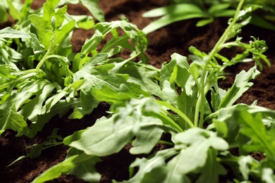 Photo of Young sprouts of arugula plant in soil, closeup