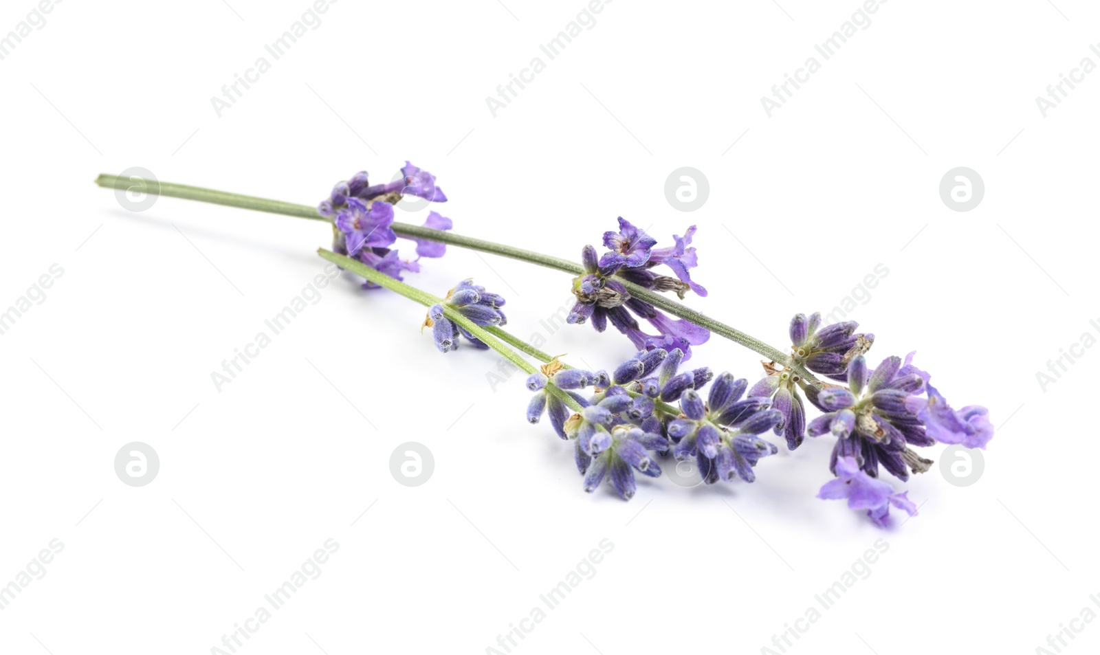 Photo of Beautiful blooming lavender flowers on white background