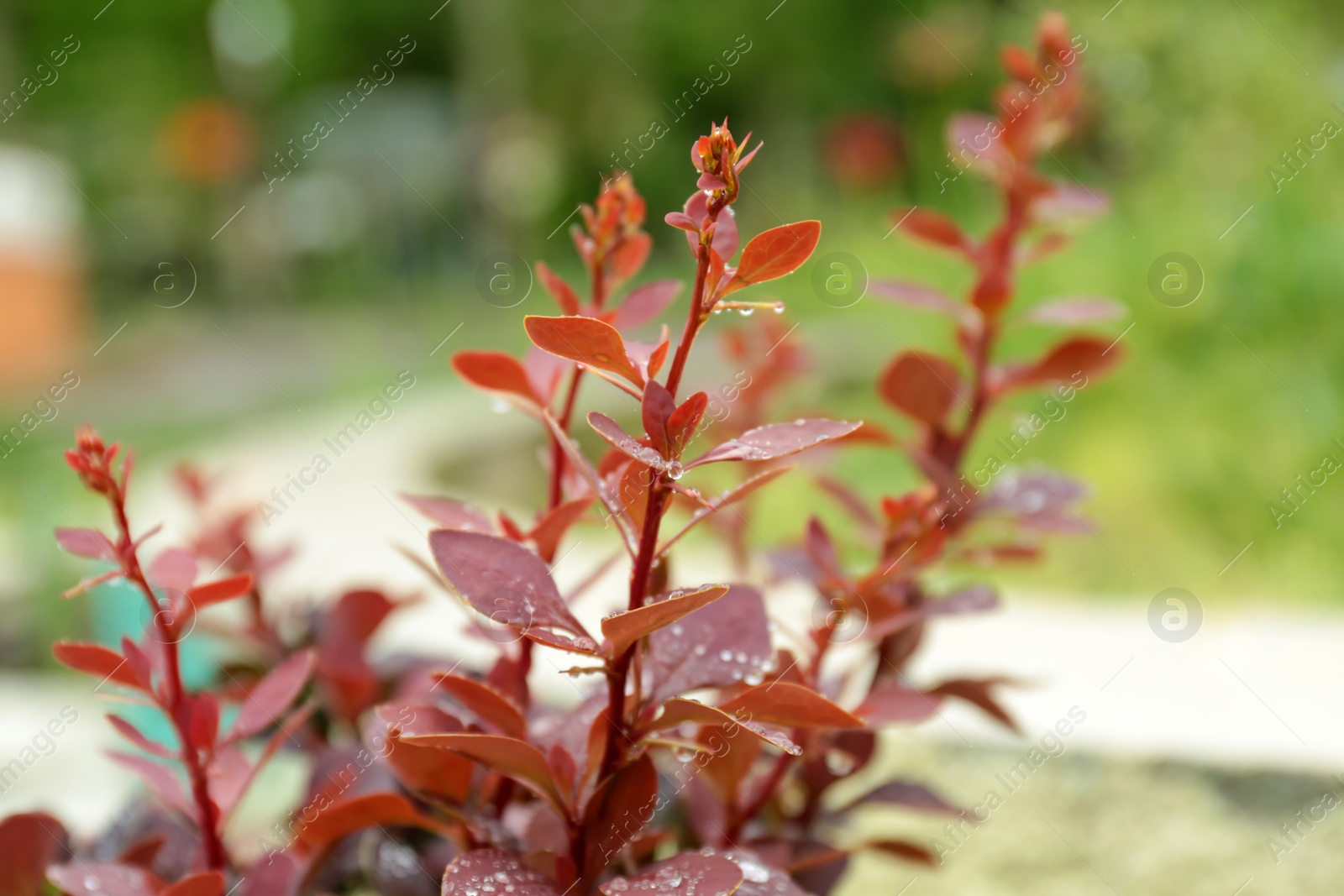 Photo of Plant with rain drops on leaves outdoors, closeup view