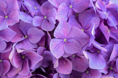Image of Beautiful lilac hortensia flowers as background, closeup