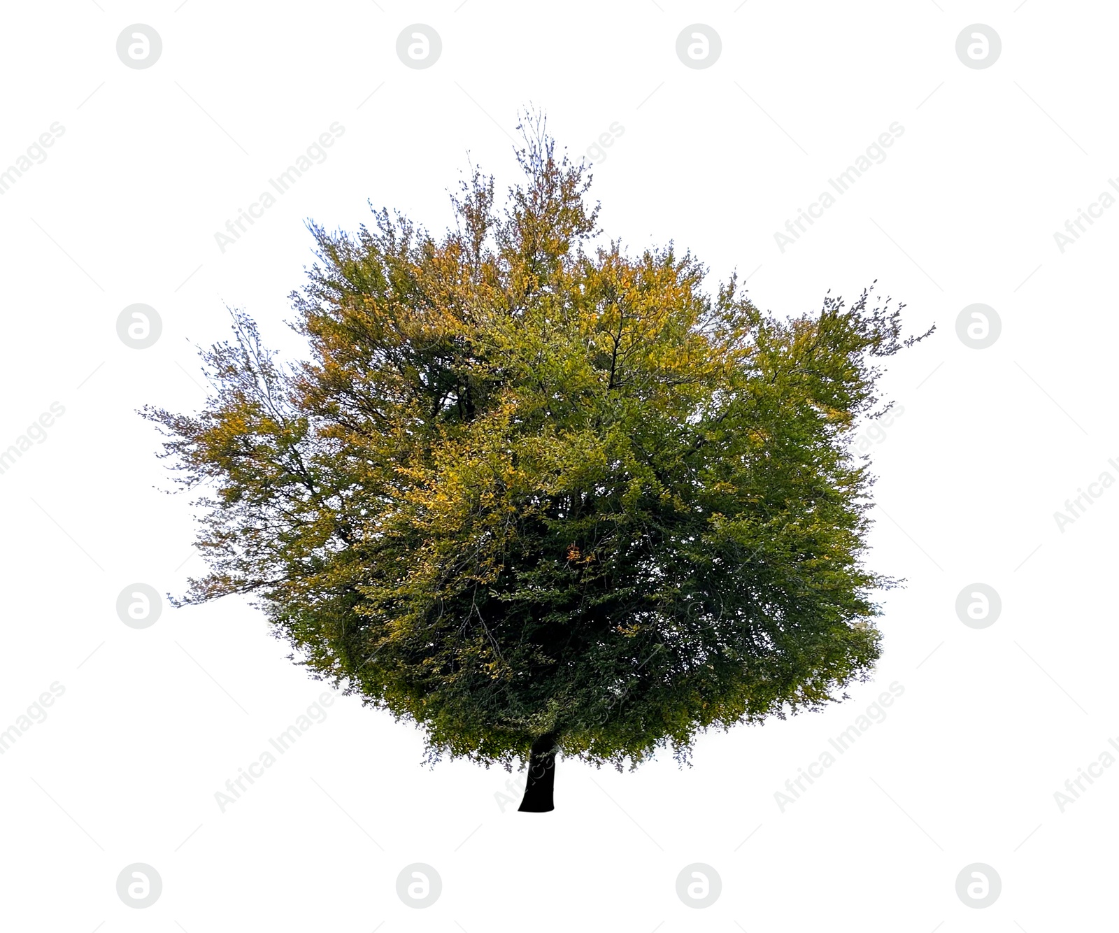 Image of Beautiful tree with green leaves isolated on white