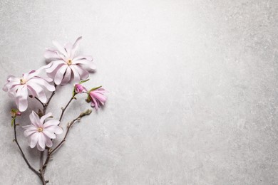 Magnolia tree branch with beautiful flowers on grey table, top view. Space for text