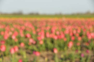 Photo of Blurred view of field with fresh beautiful spring flowers on sunny day