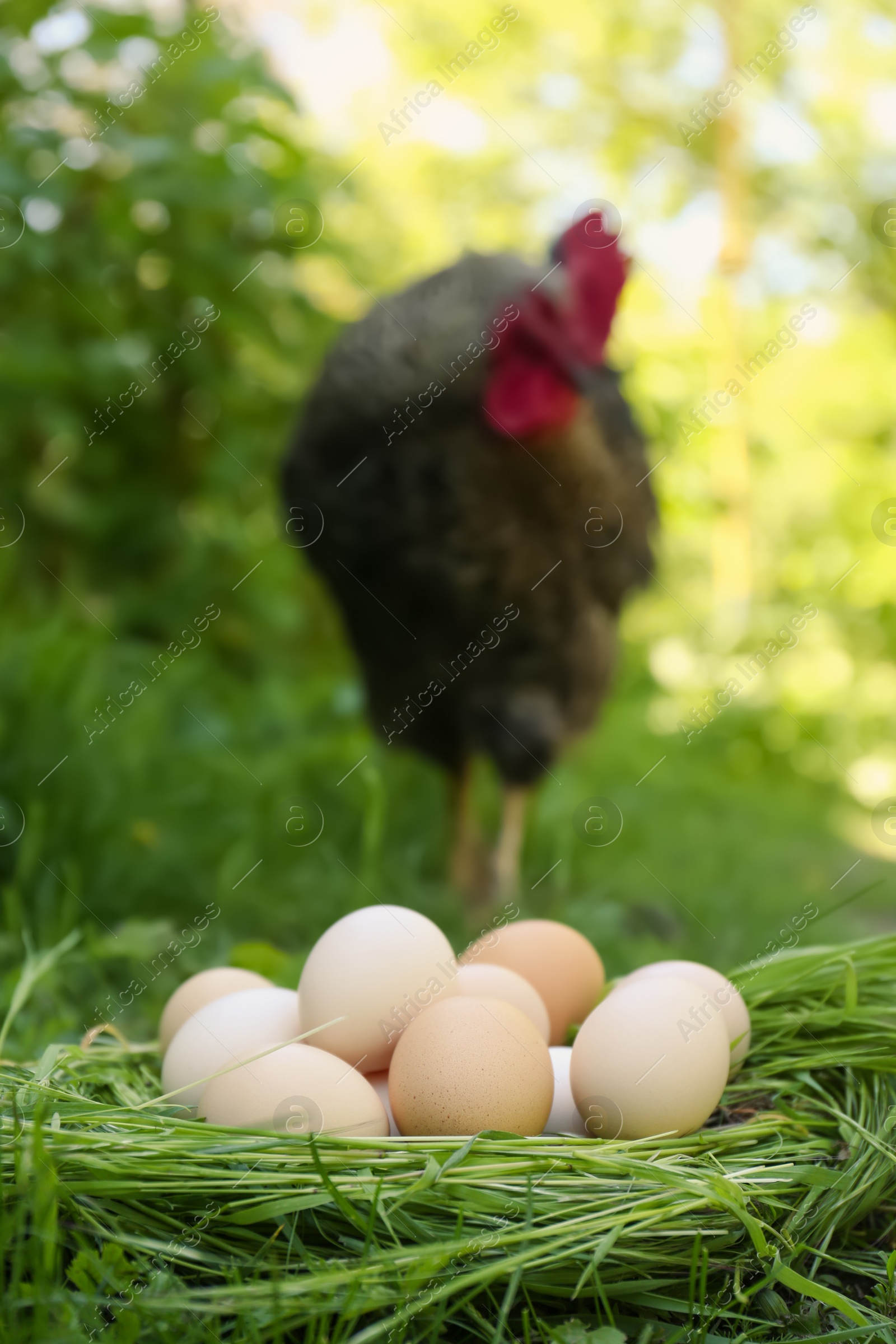 Photo of Fresh raw eggs in nest and peacock outdoors