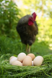 Fresh raw eggs in nest and peacock outdoors