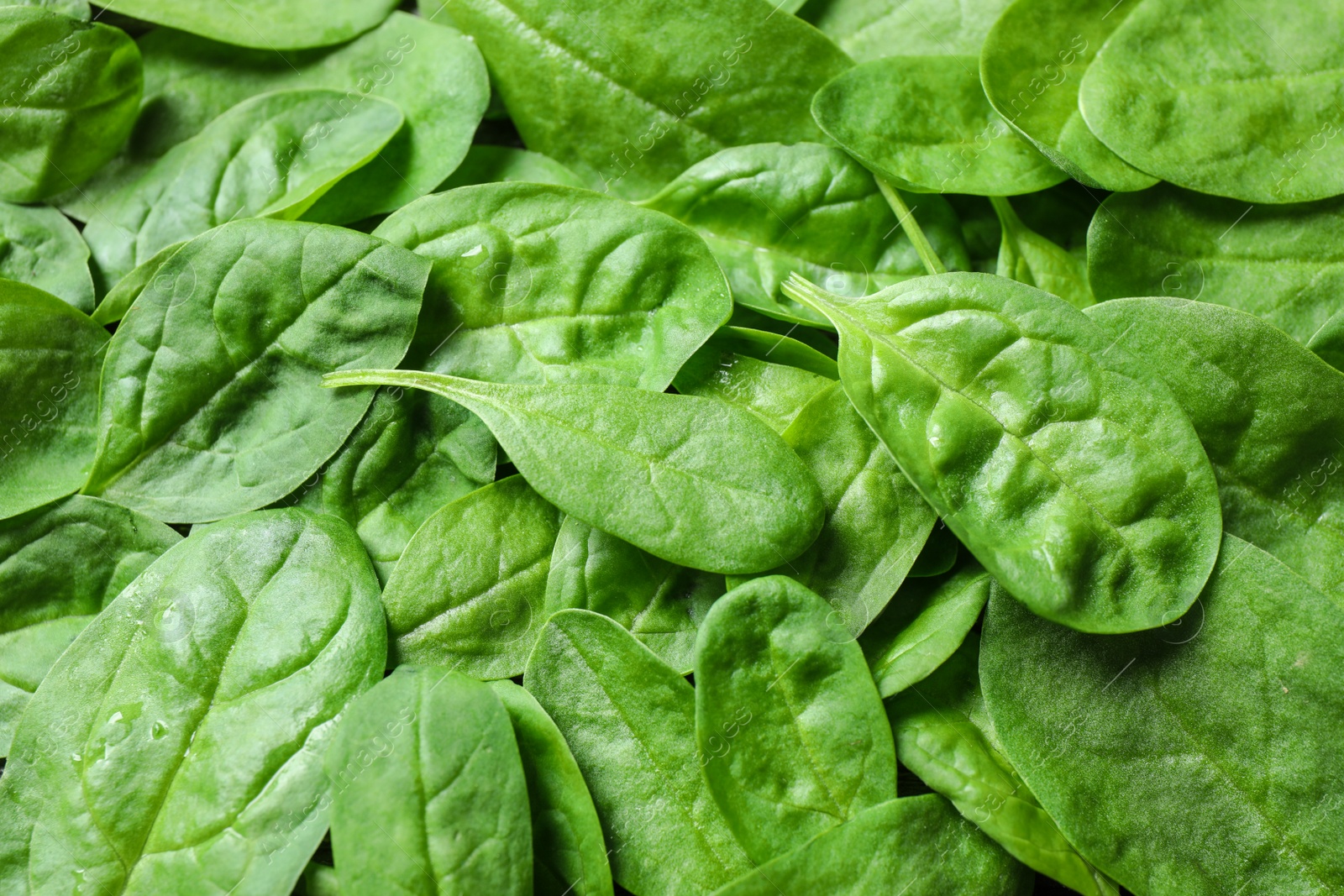 Photo of Fresh green healthy spinach as background, closeup