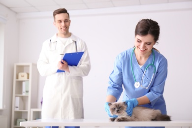 Photo of Young veterinarians examining cat in clinic