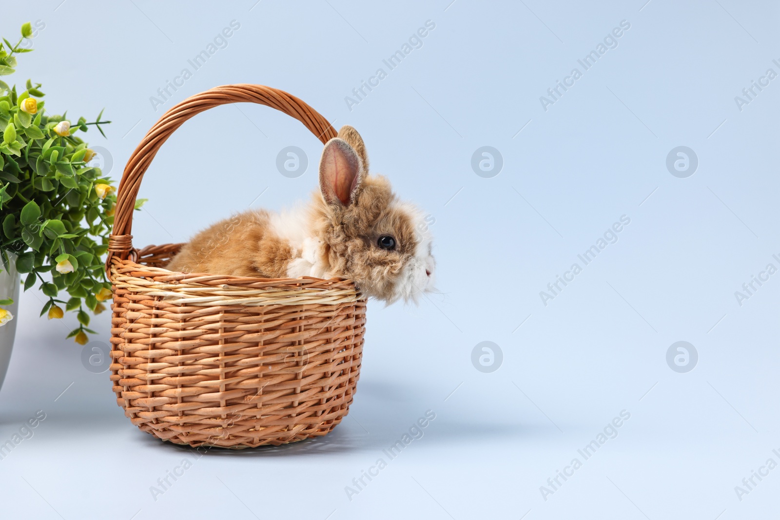 Photo of Cute little rabbit in wicker basket and decorative plant on light blue background. Space for text