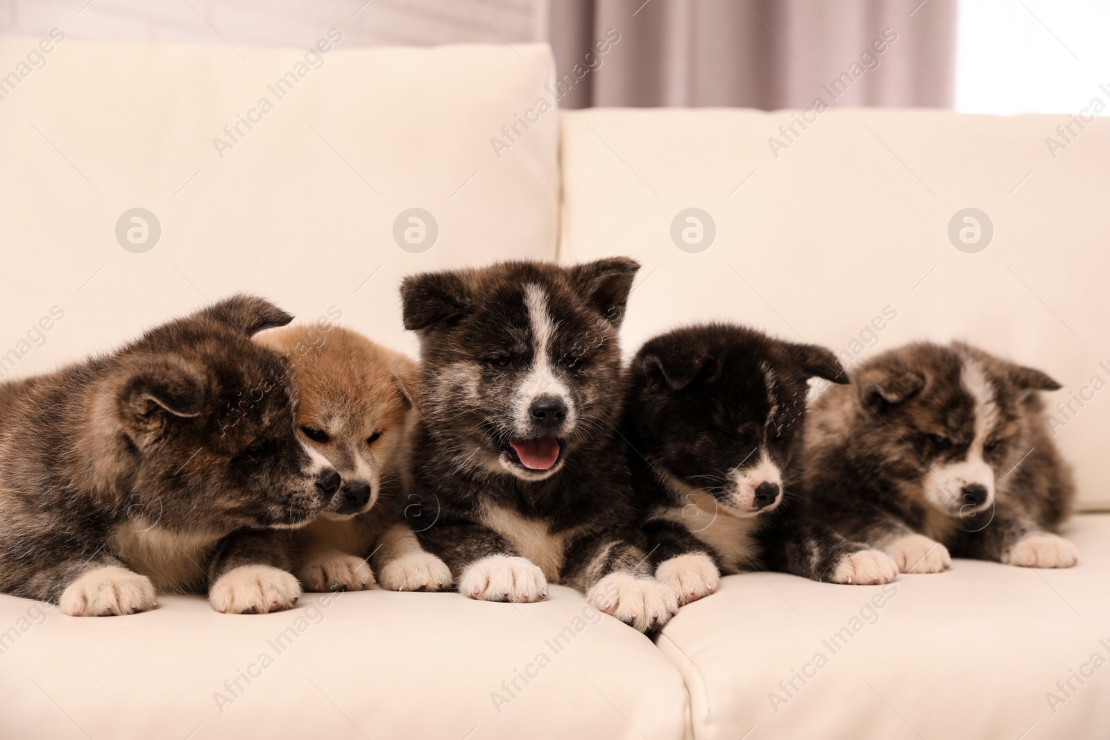 Photo of Cute Akita inu puppies on sofa indoors. Friendly dogs