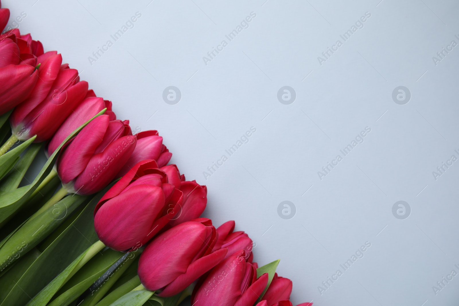 Photo of Many beautiful tulips on light grey background, flat lay. Space for text