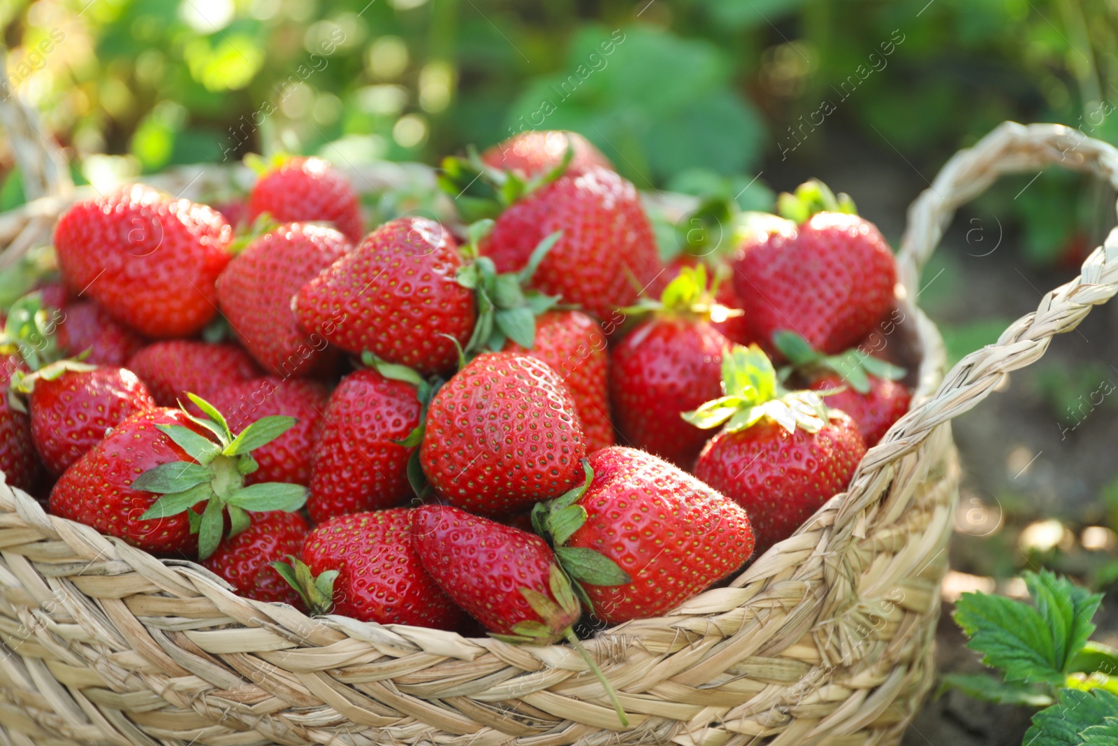 Photo of Delicious ripe strawberries in wicker basket outdoors, closeup