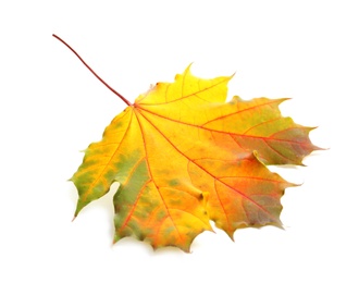 Photo of Beautiful autumn leaf on white background. Fall foliage