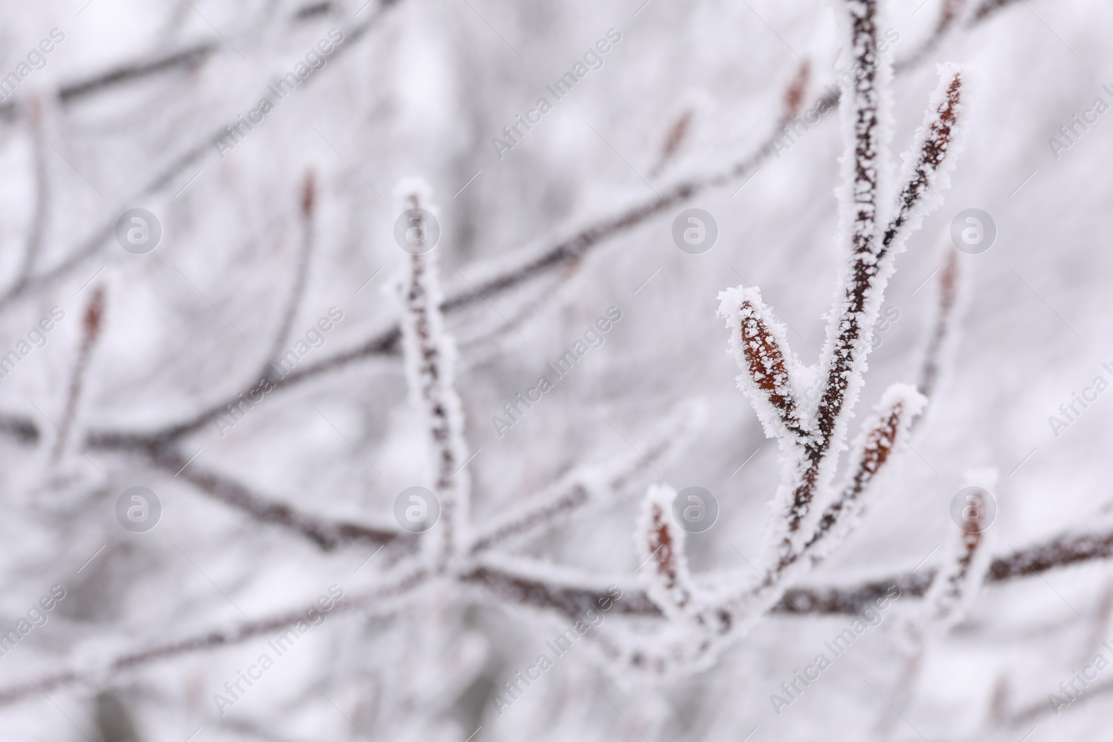 Photo of Beautiful tree branches covered with snow on winter day, closeup